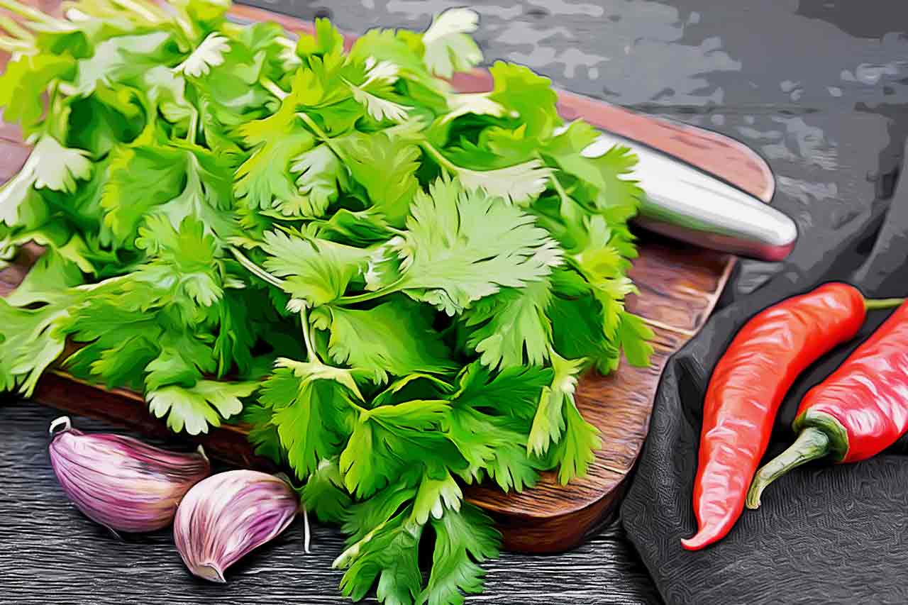 Coentro: Tipos e Quais São os Seus Benefícios Para Saúde_thumbnail