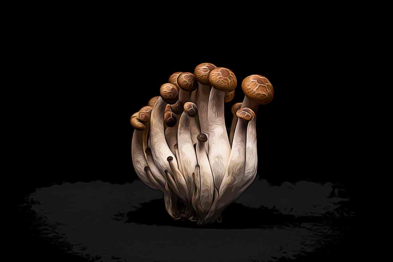 O Que o Shimeji Pode Acrescentar na Alimentação e na Saúde_thumbnail