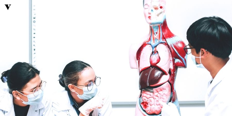 Esteatose Hepática: Conheça Sobre Esse Acúmulo de Gordura_thumbnail