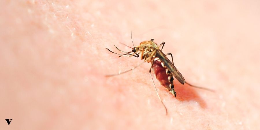 Malária: Pode Ser Grave? Conheça Quais os Seus Sintomas_thumbnail