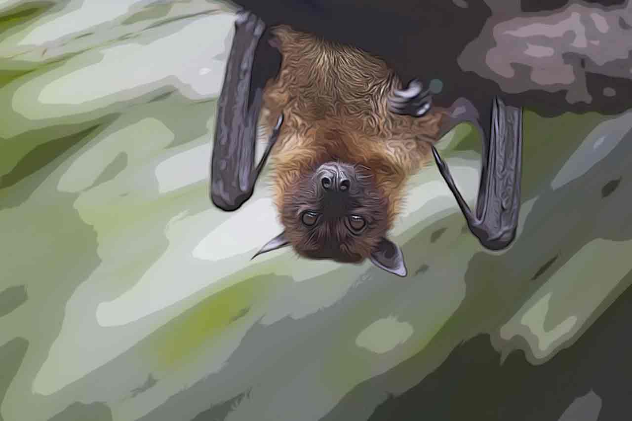 Raiva (hidrofobia): Que animais podem Me Infectar? Tem Cura?_thumbnail