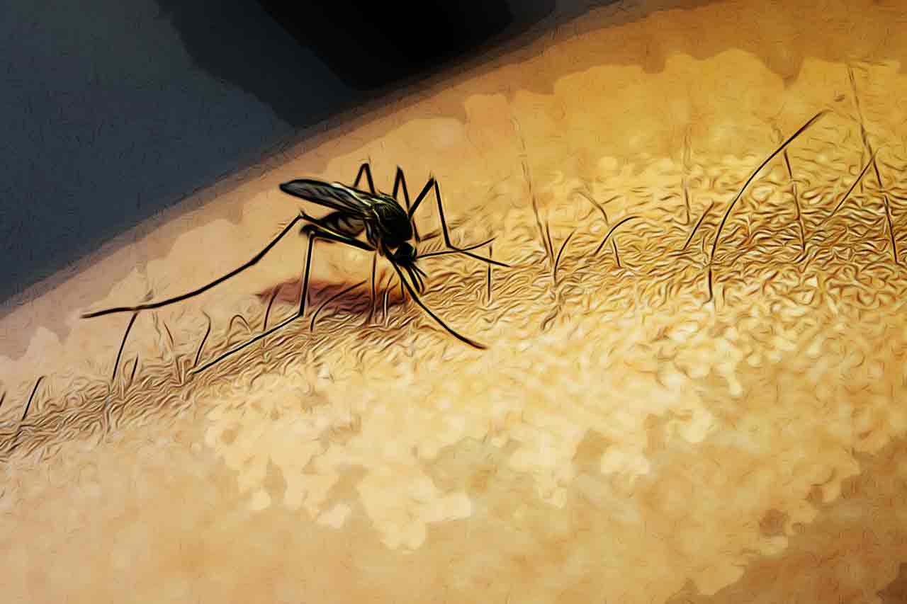 Chikungunya: Conheça Como Essa Doença Pode se Espalhar_thumbnail